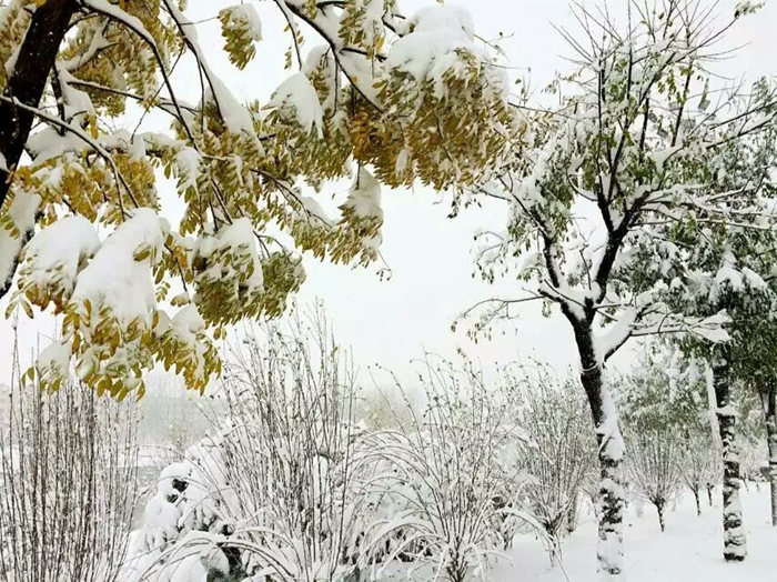 瑞雪兆丰年，踏雪ga黄金甲体育